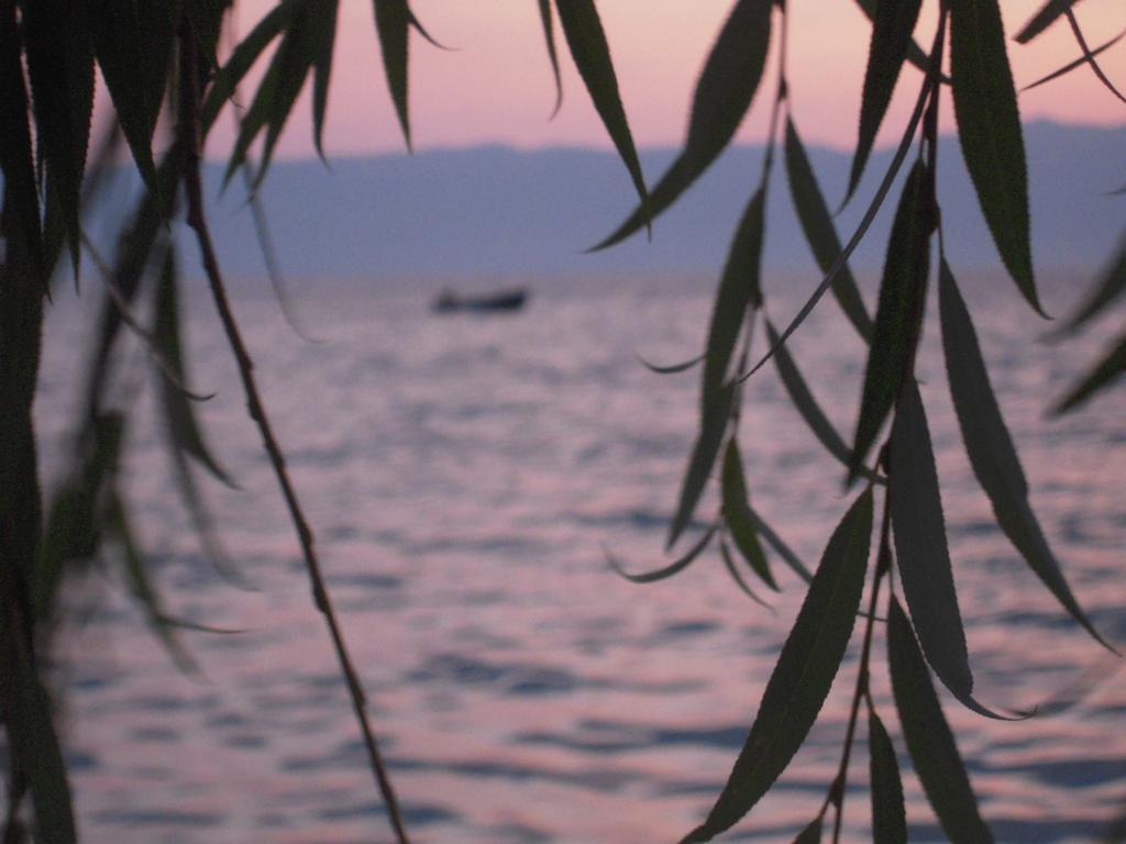 Lile Pestani Accommodation Εξωτερικό φωτογραφία