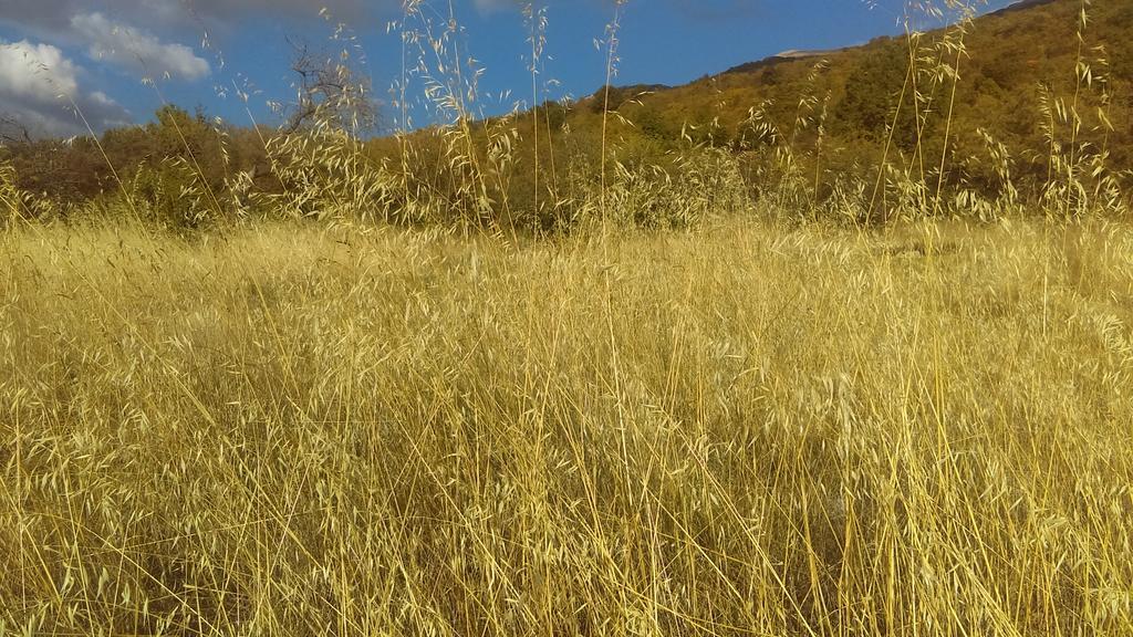 Lile Pestani Accommodation Εξωτερικό φωτογραφία
